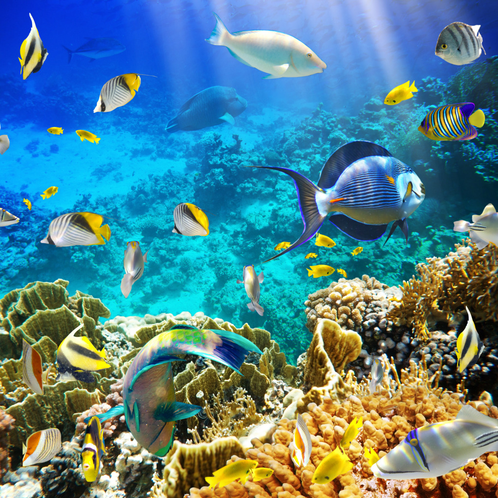 Tropical Fish on a Coral Reef jigsaw puzzle in Under the Sea puzzles on TheJigsawPuzzles.com