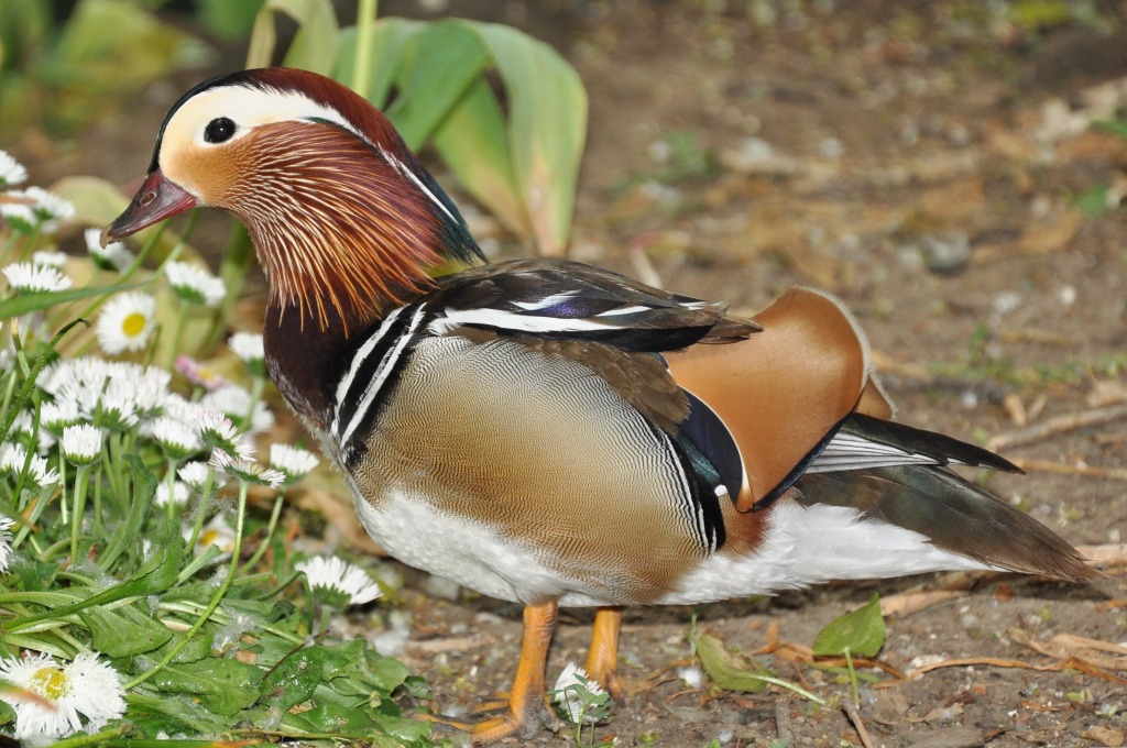 Mandarin Duck jigsaw puzzle in Animals puzzles on TheJigsawPuzzles.com