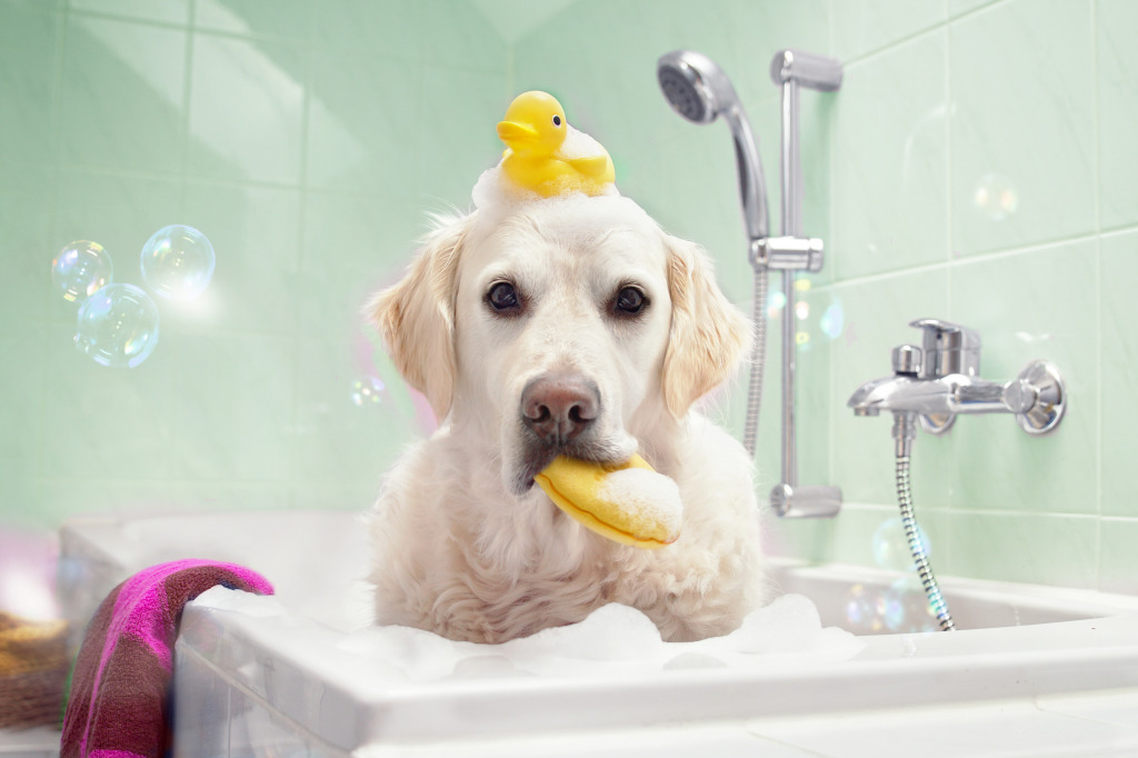 Retriever Taking a Bath jigsaw puzzle in Animals puzzles on TheJigsawPuzzles.com