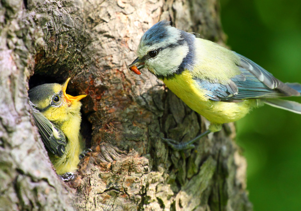 The Blue Tit Feeding Her Young One jigsaw puzzle in Animals puzzles on TheJigsawPuzzles.com
