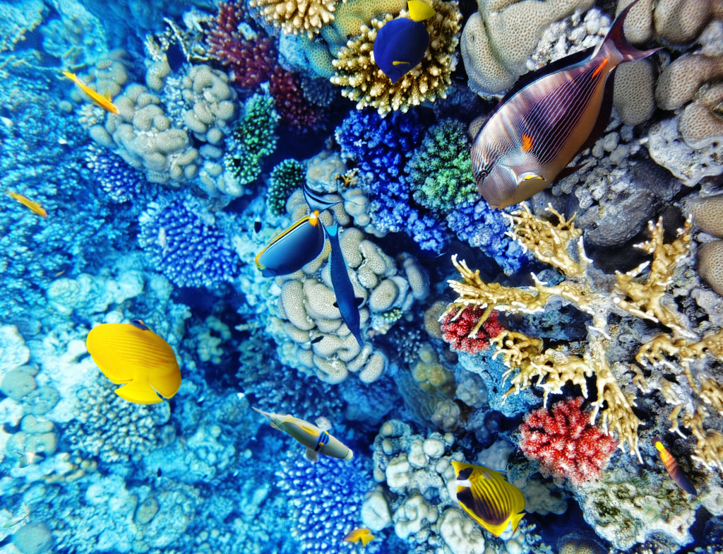Coral and Fish in the Red Sea jigsaw puzzle in Under the Sea puzzles on TheJigsawPuzzles.com