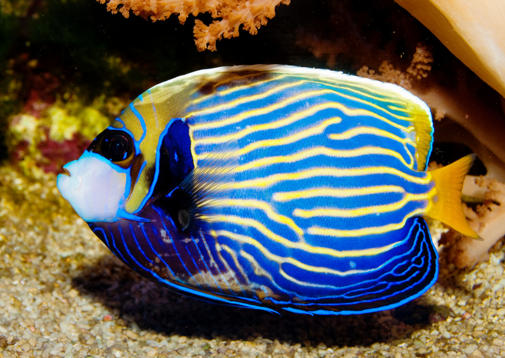 Emperor Angelfish jigsaw puzzle in Under the Sea puzzles on TheJigsawPuzzles.com