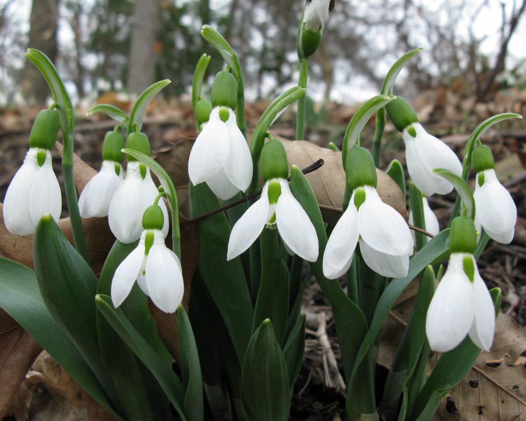 Galanthus Elwesii jigsaw puzzle in Flowers puzzles on TheJigsawPuzzles.com