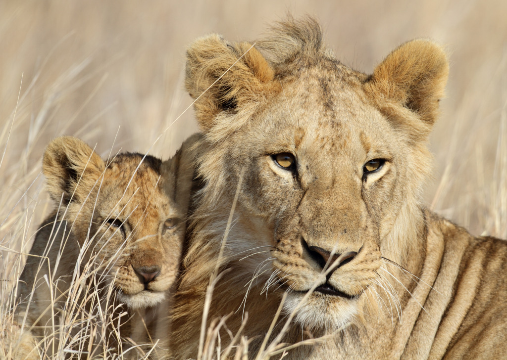 Lion Cub with His Babysitter jigsaw puzzle in Animals puzzles on TheJigsawPuzzles.com