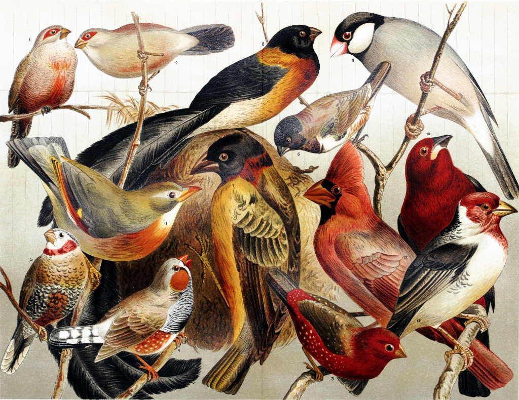 Exotic Birds 19th Century Drawing jigsaw puzzle in Animals puzzles on TheJigsawPuzzles.com