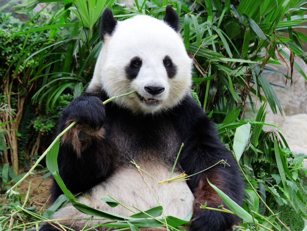 Giant Panda Eating Bamboo jigsaw puzzle in Animals puzzles on TheJigsawPuzzles.com