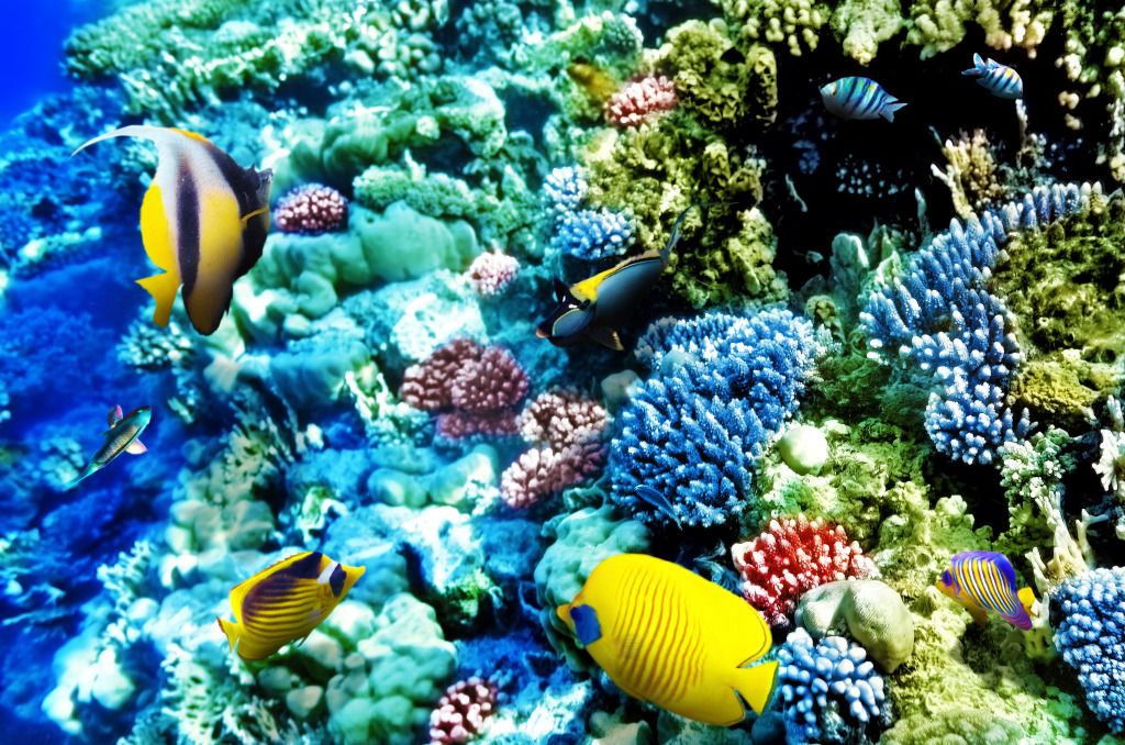 Corals and Tropical Fish jigsaw puzzle in Under the Sea puzzles on TheJigsawPuzzles.com