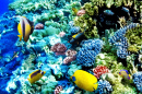 Corals and Tropical Fish