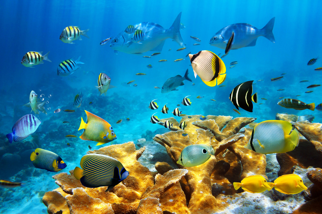 Ocean Fish and Corals jigsaw puzzle in Under the Sea puzzles on TheJigsawPuzzles.com