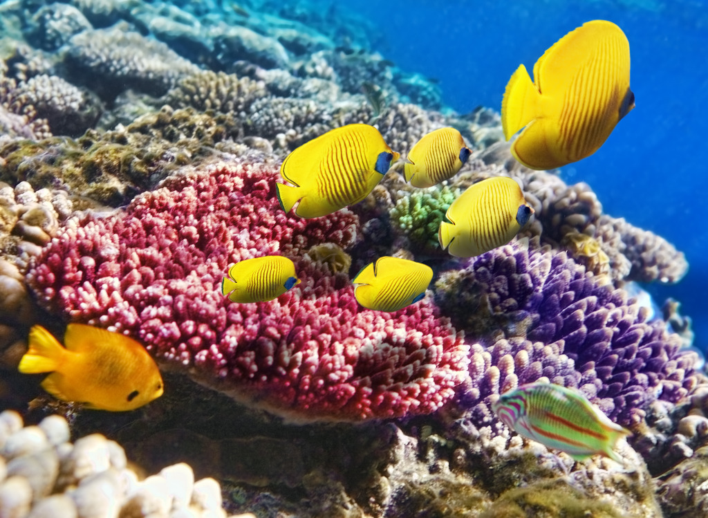 Coral and Fish in the Red Sea jigsaw puzzle in Under the Sea puzzles on TheJigsawPuzzles.com