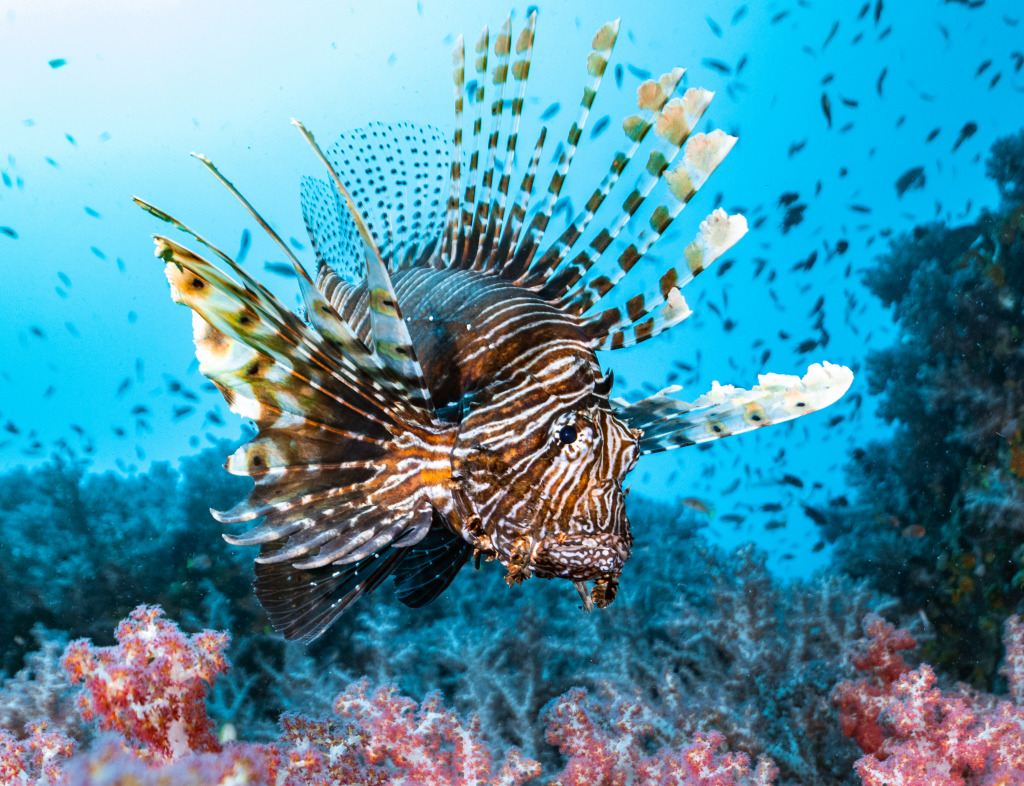 Lionfish jigsaw puzzle in Under the Sea puzzles on TheJigsawPuzzles.com