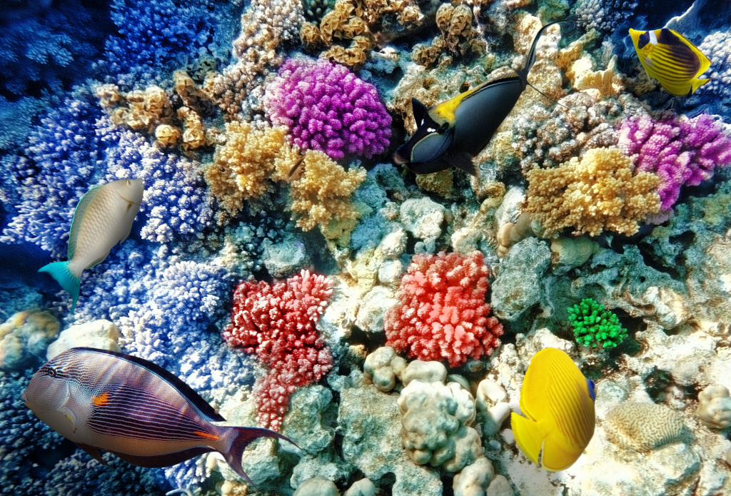 Coral and Fish in the Red Sea jigsaw puzzle in Under the Sea puzzles on TheJigsawPuzzles.com