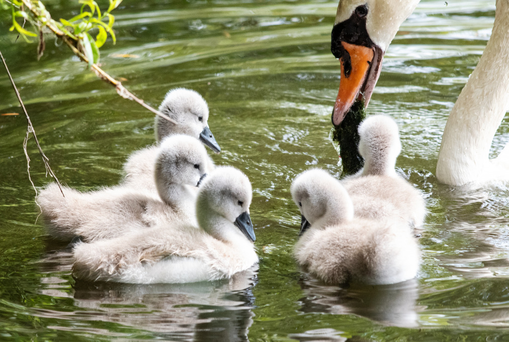 Swan Family in Vancouver, Canada jigsaw puzzle in Animals puzzles on TheJigsawPuzzles.com