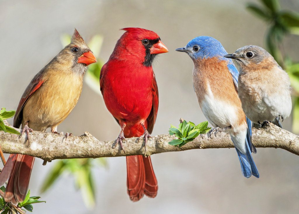 Cardinals Meet the Bluebirds jigsaw puzzle in Animals puzzles on TheJigsawPuzzles.com