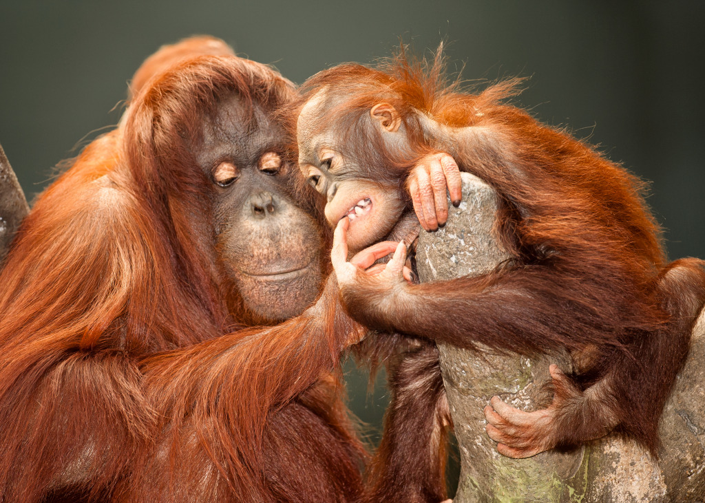 Mother and Baby Orangutans jigsaw puzzle in Animals puzzles on TheJigsawPuzzles.com