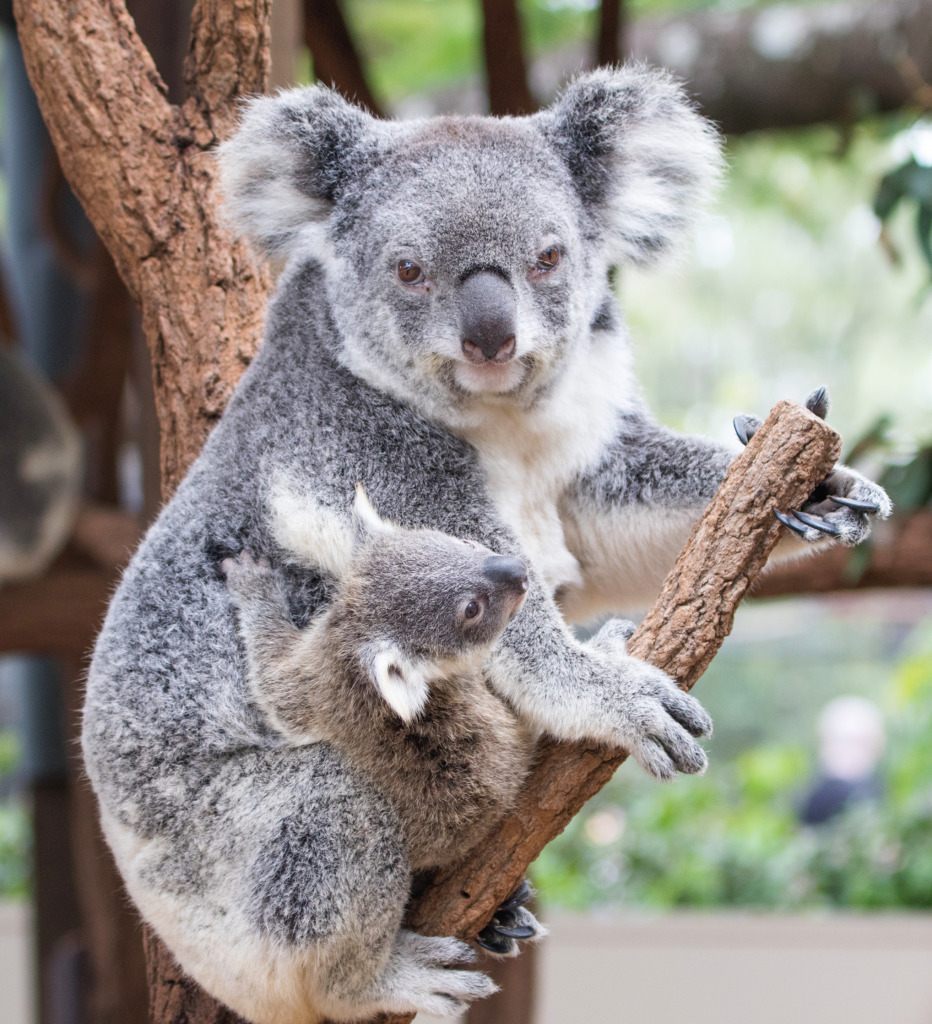 Koala with a Baby jigsaw puzzle in Animals puzzles on TheJigsawPuzzles.com