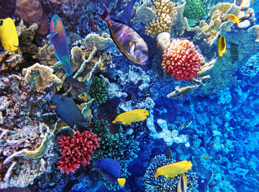 Red Sea, Egypt jigsaw puzzle in Under the Sea puzzles on TheJigsawPuzzles.com