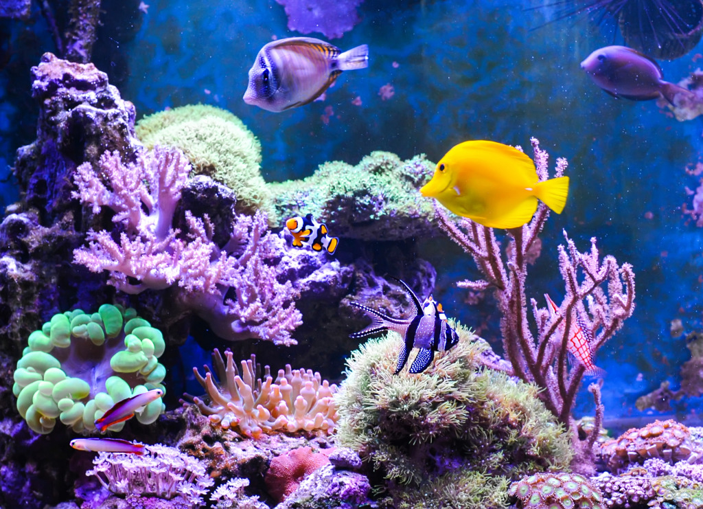 Marine Aquarium jigsaw puzzle in Under the Sea puzzles on TheJigsawPuzzles.com