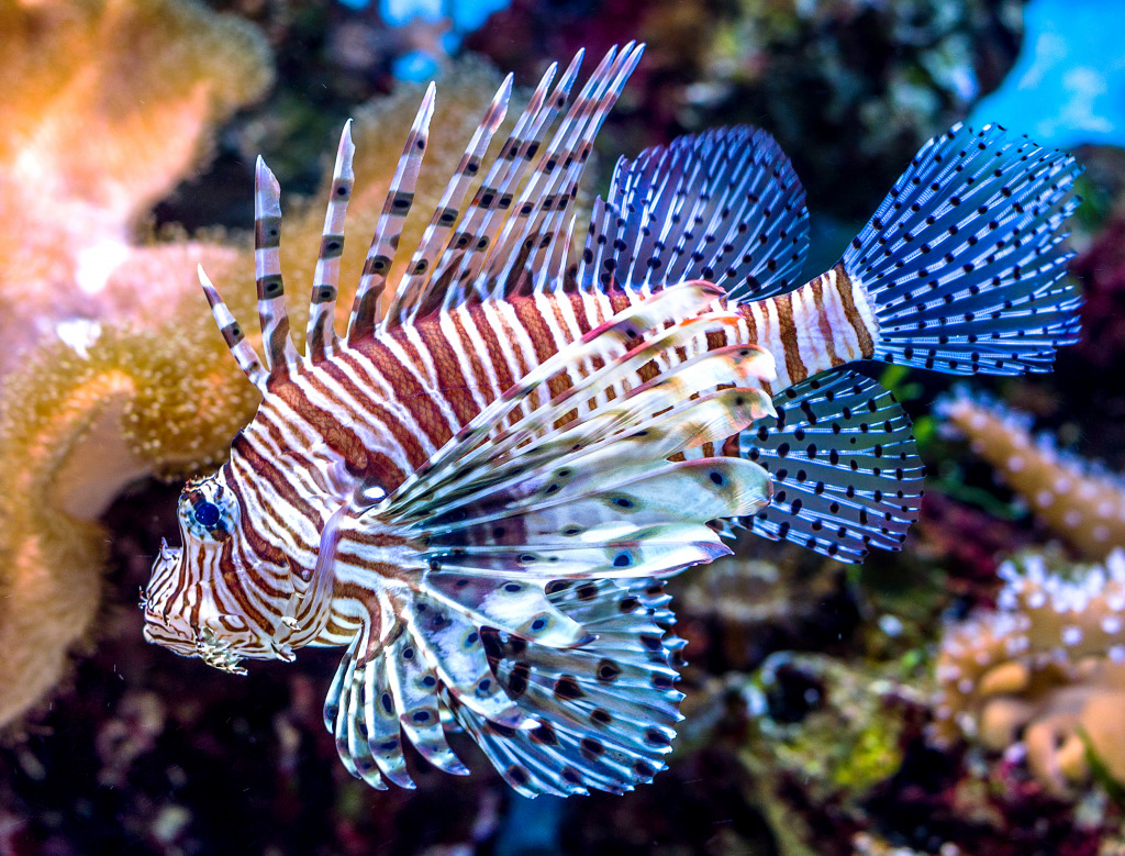 Lionfish jigsaw puzzle in Under the Sea puzzles on TheJigsawPuzzles.com