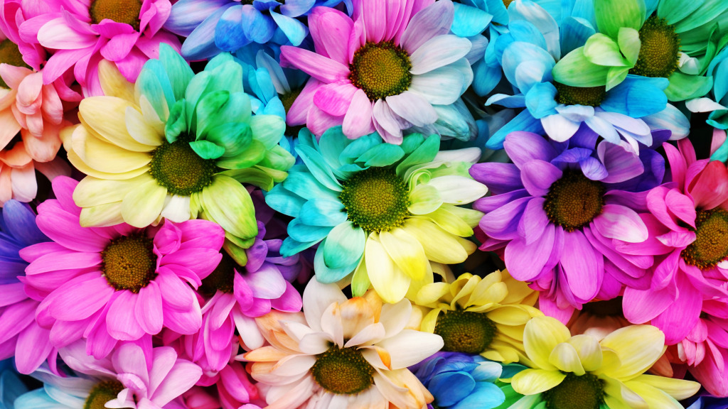 Rainbow Daisies jigsaw puzzle in Macro puzzles on TheJigsawPuzzles.com