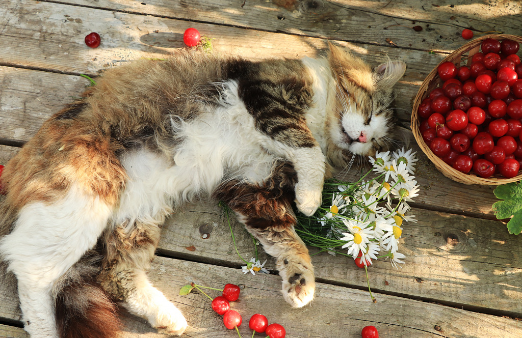 Sleeping Cat in the Summer Garden jigsaw puzzle in Animals puzzles on TheJigsawPuzzles.com