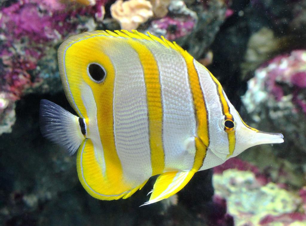 Copper-Banded Butterflyfish jigsaw puzzle in Under the Sea puzzles on TheJigsawPuzzles.com