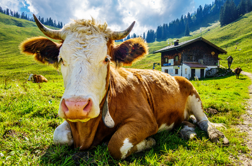 Cow in the Austrian Alps jigsaw puzzle in Puzzle of the Day puzzles on TheJigsawPuzzles.com