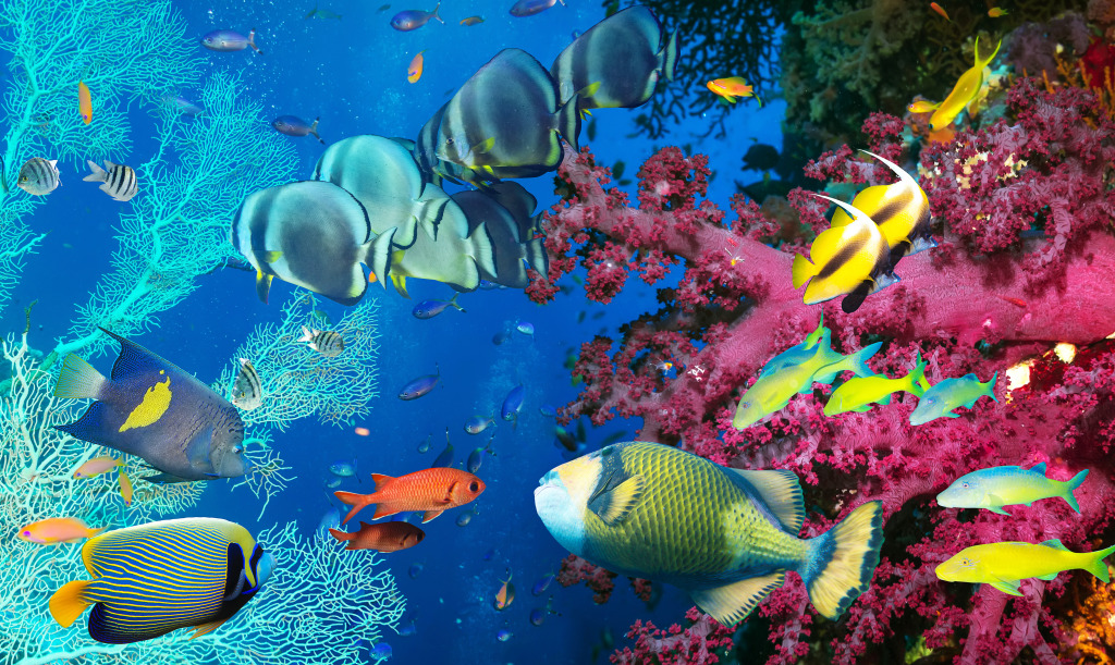 Corals and Tropical Fish jigsaw puzzle in Under the Sea puzzles on TheJigsawPuzzles.com