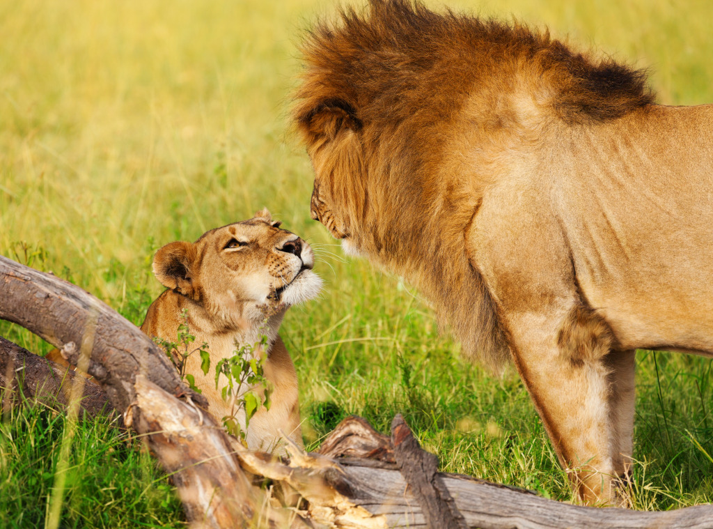 Lioness Greeting a Lion jigsaw puzzle in Animals puzzles on TheJigsawPuzzles.com