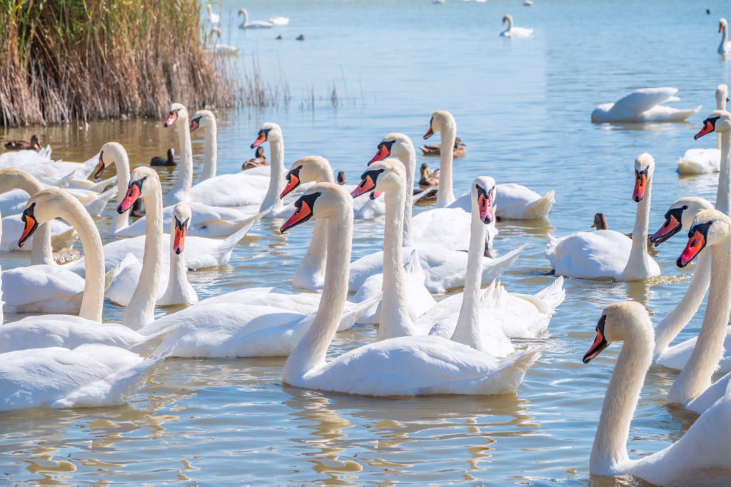 A Flock of Graceful White Swans jigsaw puzzle in Animals puzzles on TheJigsawPuzzles.com