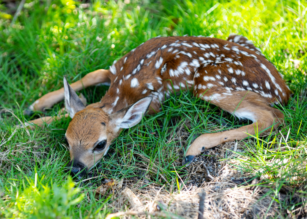 Newborn Deer jigsaw puzzle in Animals puzzles on TheJigsawPuzzles.com