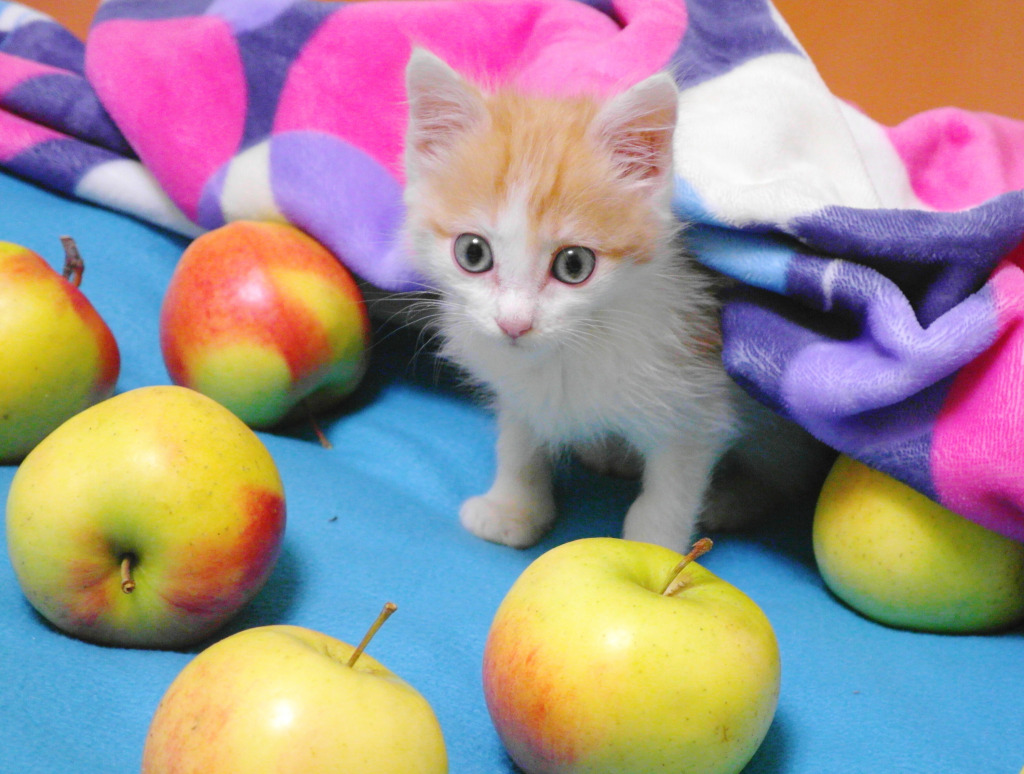 Little Kitten with Apples jigsaw puzzle in Puzzle of the Day puzzles on TheJigsawPuzzles.com