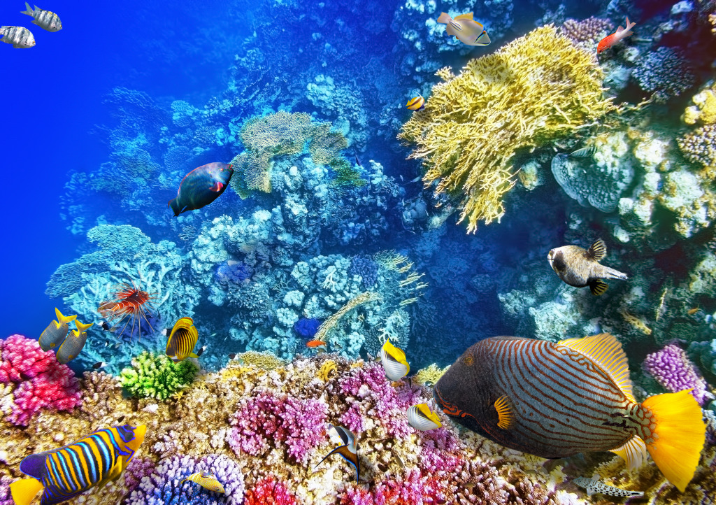 Corals and Tropical Fish jigsaw puzzle in Under the Sea puzzles on TheJigsawPuzzles.com