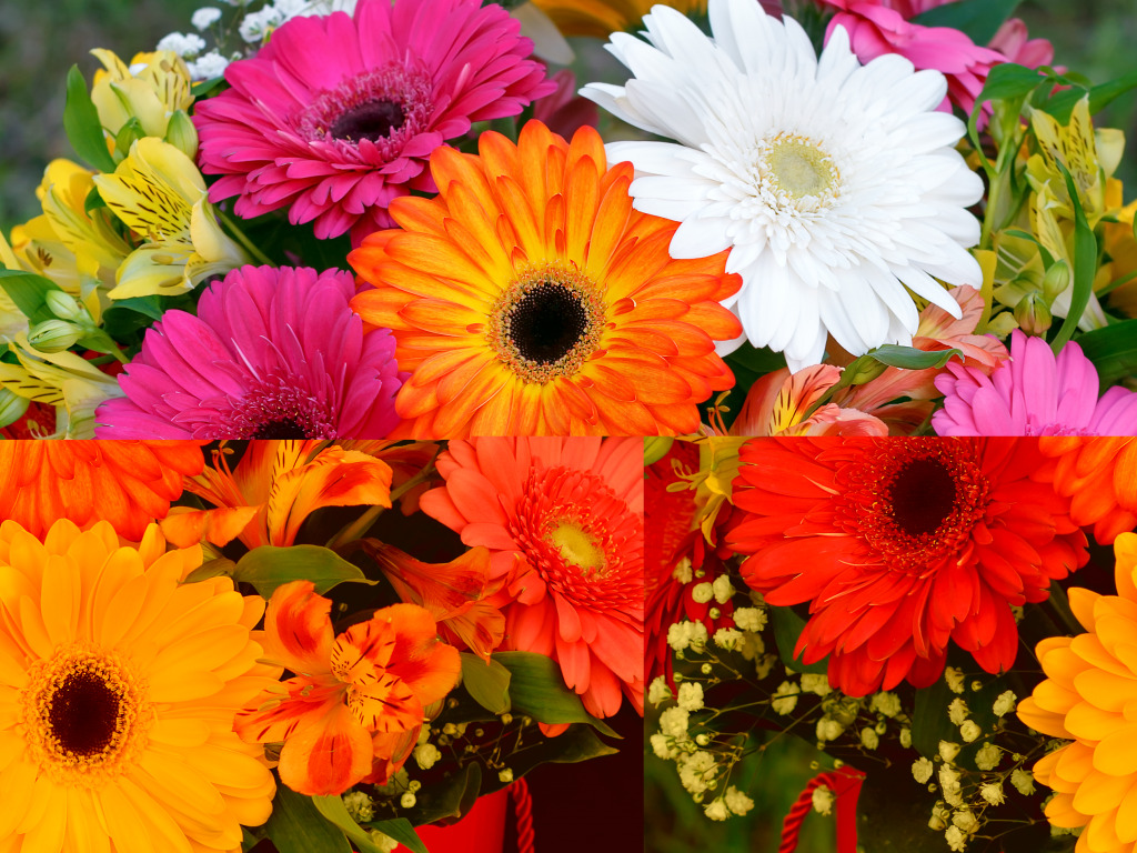 Bouquet of Colorful Gerberas jigsaw puzzle in Flowers puzzles on TheJigsawPuzzles.com