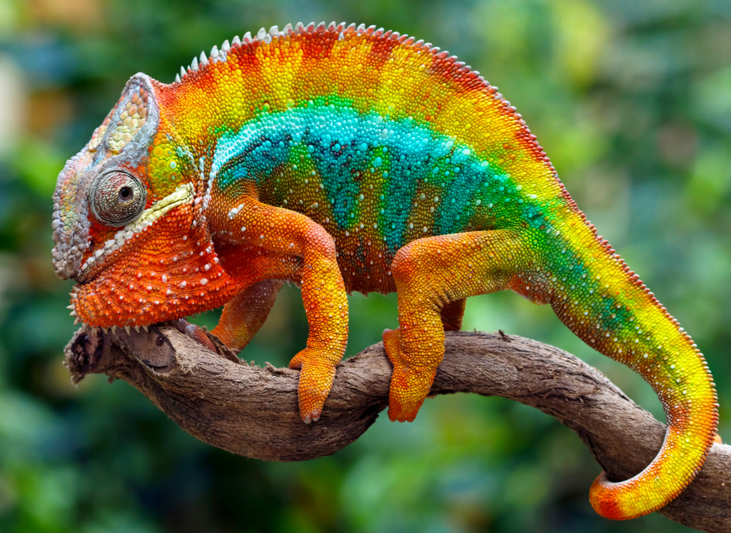 Panther Chameleon jigsaw puzzle in Animals puzzles on TheJigsawPuzzles.com