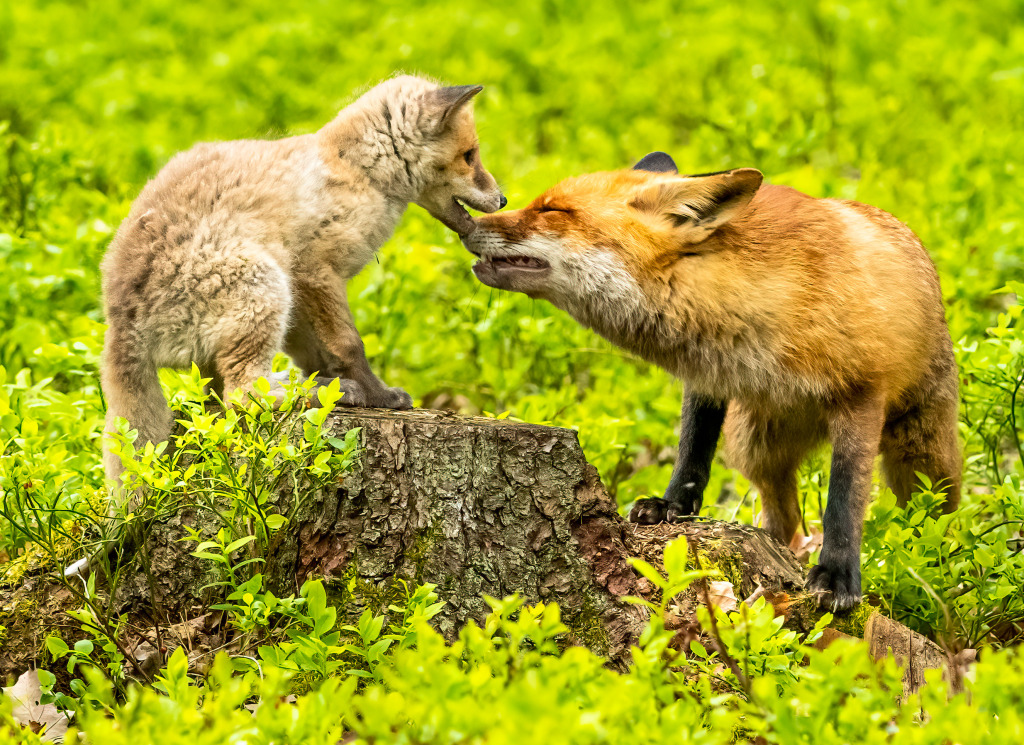 Red Fox with a Cub jigsaw puzzle in Animals puzzles on TheJigsawPuzzles.com