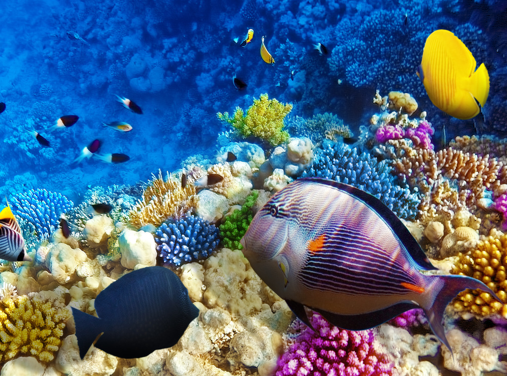 Corals and Fish in the Red Sea, Egypt jigsaw puzzle in Under the Sea puzzles on TheJigsawPuzzles.com
