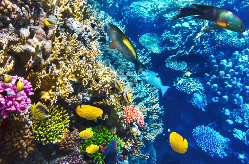 Coral and Tropical Fish jigsaw puzzle in Under the Sea puzzles on TheJigsawPuzzles.com