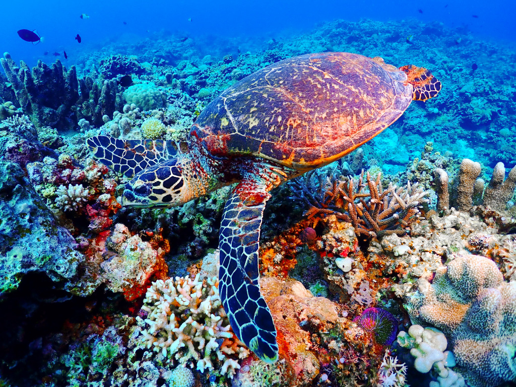 Sea Turtle jigsaw puzzle in Under the Sea puzzles on TheJigsawPuzzles.com