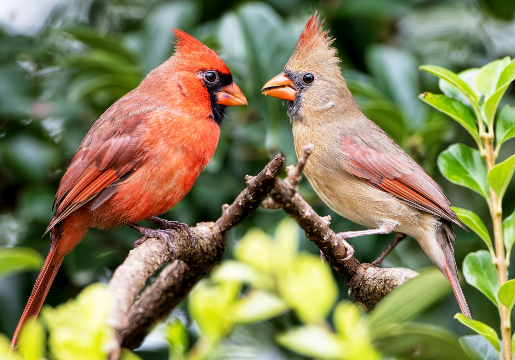 Northern Cardinal Pair jigsaw puzzle in Animals puzzles on TheJigsawPuzzles.com