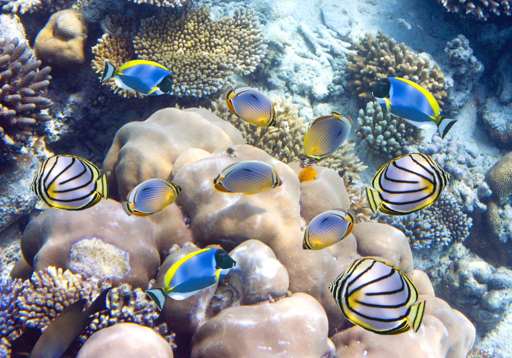 Tropical Fish over a Coral Reef jigsaw puzzle in Under the Sea puzzles on TheJigsawPuzzles.com