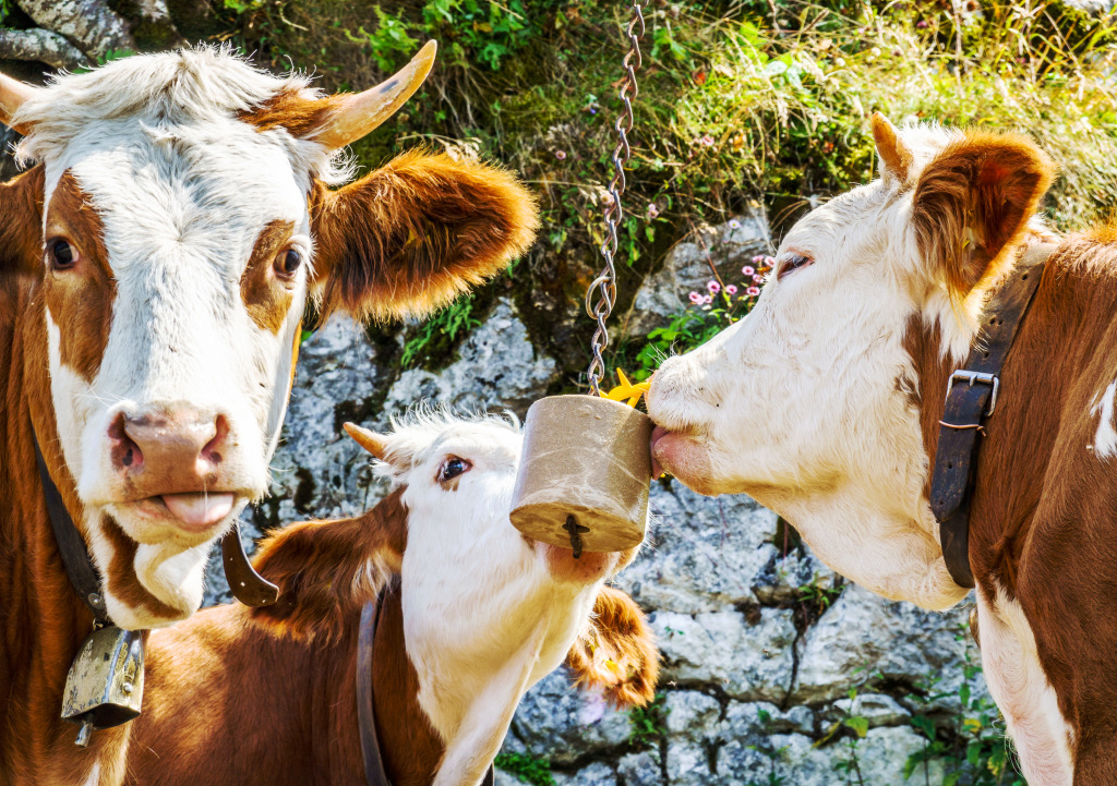 Cows Licking a Salt Stone jigsaw puzzle in Animals puzzles on TheJigsawPuzzles.com