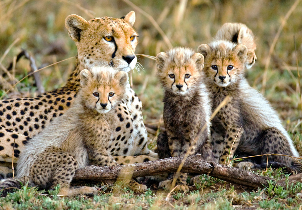Female Cheetah with Cubs, Serengeti NP jigsaw puzzle in Animals puzzles on TheJigsawPuzzles.com