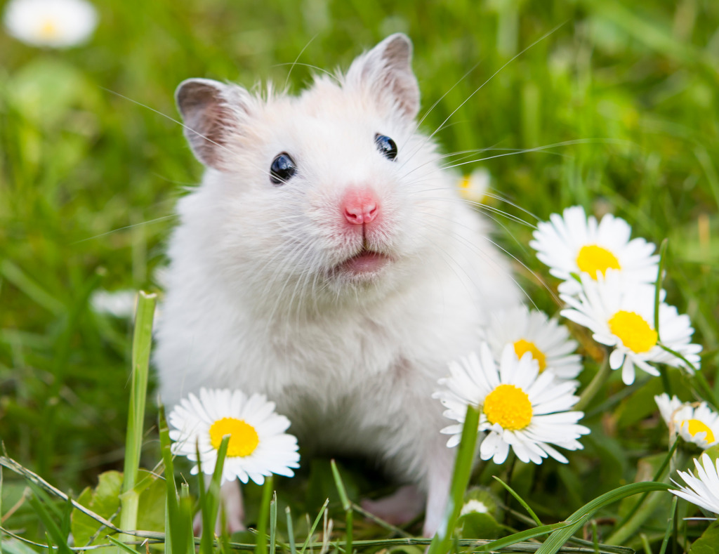 White Hamster jigsaw puzzle in Animals puzzles on TheJigsawPuzzles.com