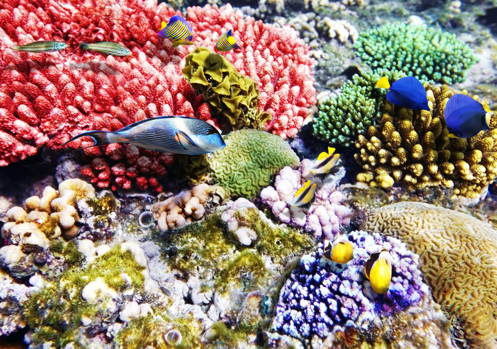 Corals and Fish in the Red Sea jigsaw puzzle in Under the Sea puzzles on TheJigsawPuzzles.com