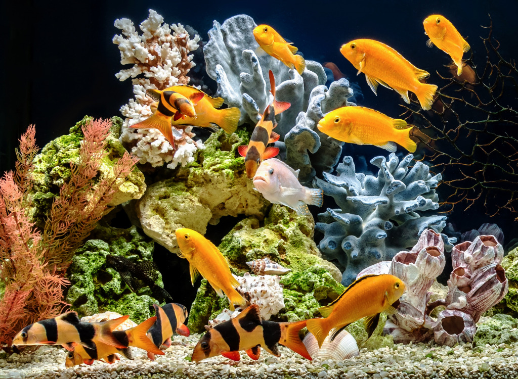 Freshwater Aquarium jigsaw puzzle in Under the Sea puzzles on TheJigsawPuzzles.com