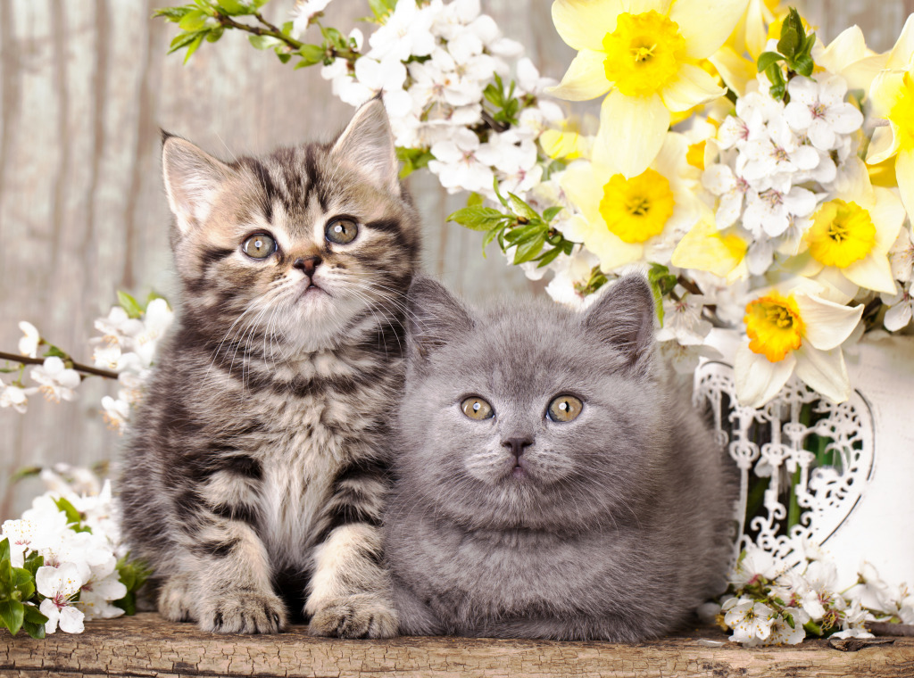 Kittens and Flowers jigsaw puzzle in Puzzle of the Day puzzles on TheJigsawPuzzles.com