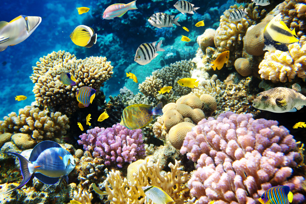 Coral Reef Landscape jigsaw puzzle in Under the Sea puzzles on TheJigsawPuzzles.com