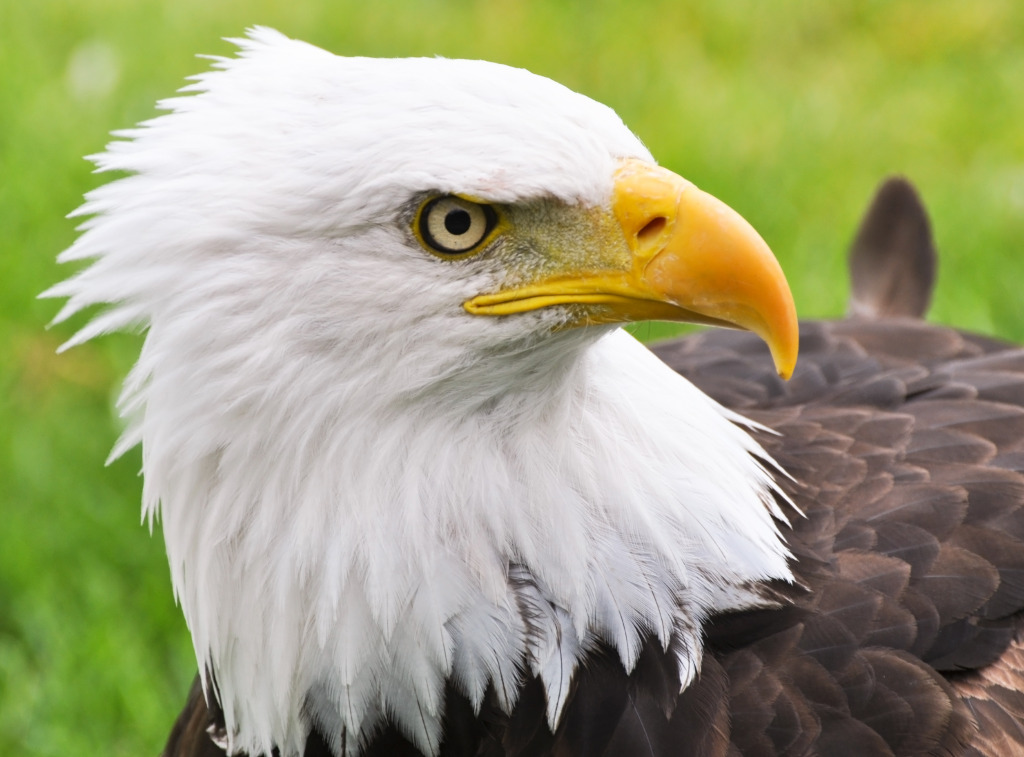 Bald Eagle jigsaw puzzle in Animals puzzles on TheJigsawPuzzles.com