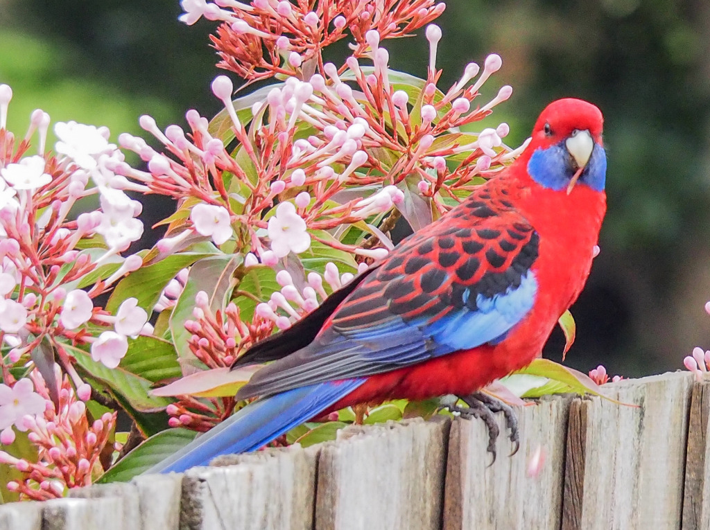 Crimson Rosella on a Backyard Fence jigsaw puzzle in Animals puzzles on TheJigsawPuzzles.com